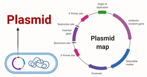 Plasmids .